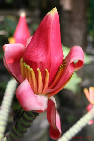 VietNam 20080729 171  